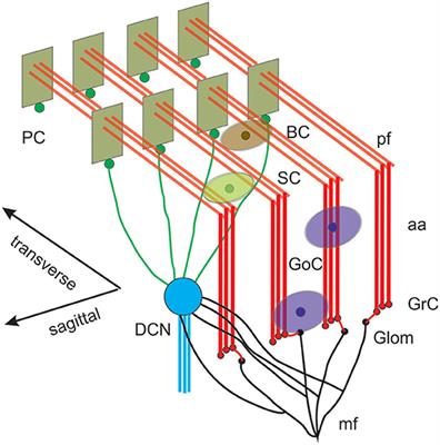 Reconstruction and Simulation of a Scaffold Model of the Cerebellar Network